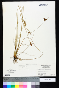 Juncus dichotomus image