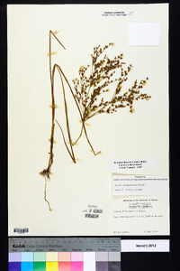 Juncus diffusissimus image