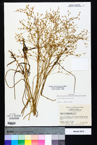 Juncus diffusissimus image