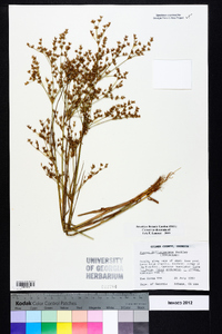 Juncus diffusissimus image