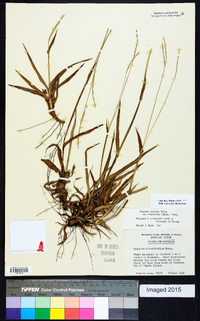 Paspalum setaceum var. ciliatifolium image