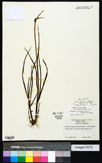 Paspalum setaceum var. ciliatifolium image