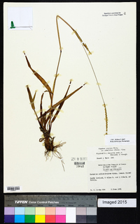 Paspalum setaceum var. ciliatifolium image