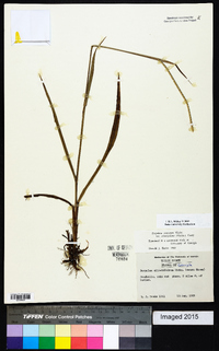 Paspalum setaceum var. ciliatifolium image