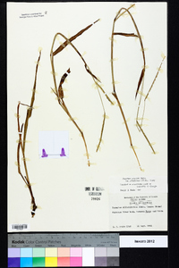 Paspalum setaceum var. ciliatifolium image