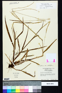 Paspalum setaceum var. ciliatifolium image