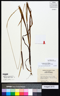 Paspalum setaceum var. ciliatifolium image