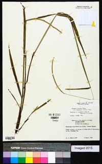 Paspalum setaceum var. ciliatifolium image