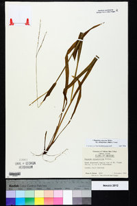 Paspalum setaceum var. ciliatifolium image