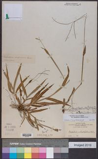 Paspalum setaceum var. muhlenbergii image