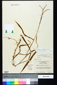 Paspalum pubiflorum image