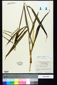 Paspalum pubiflorum image