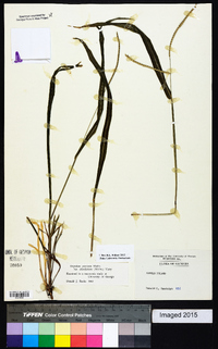 Paspalum setaceum var. ciliatifolium image