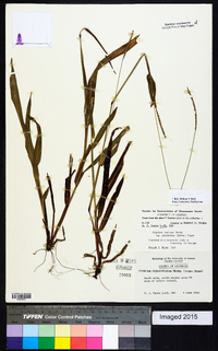 Paspalum setaceum var. ciliatifolium image
