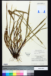 Paspalum setaceum var. ciliatifolium image