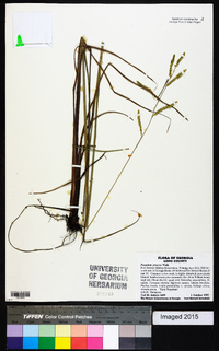 Paspalum praecox image