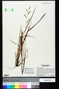 Paspalum praecox image