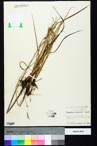 Paspalum praecox image