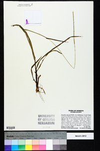 Paspalum setaceum var. muhlenbergii image