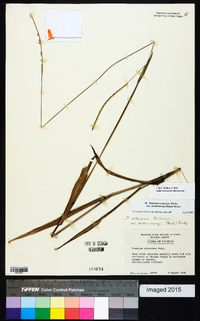 Paspalum setaceum var. muhlenbergii image