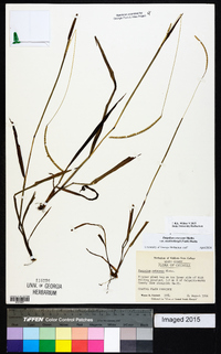 Paspalum setaceum var. muhlenbergii image