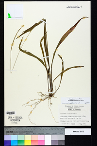 Paspalum setaceum var. setaceum image