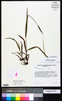 Paspalum setaceum var. muhlenbergii image