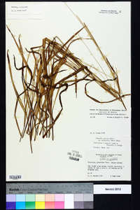 Paspalum setaceum var. setaceum image