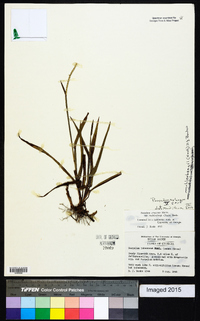 Paspalum setaceum var. muhlenbergii image