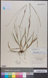 Paspalum setaceum var. ciliatifolium image