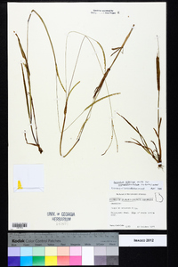 Paspalum setaceum var. ciliatifolium image