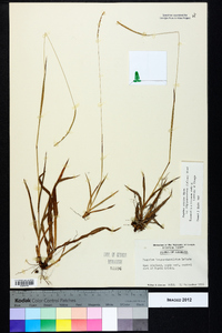 Paspalum setaceum var. setaceum image