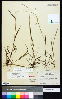 Paspalum setaceum var. setaceum image