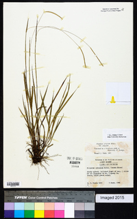 Paspalum setaceum var. setaceum image