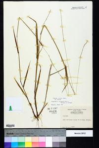 Paspalum setaceum var. setaceum image