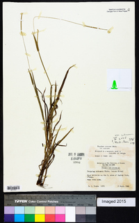 Paspalum setaceum var. setaceum image