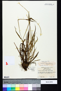 Paspalum setaceum var. setaceum image