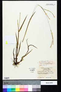 Paspalum setaceum var. setaceum image