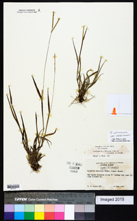 Paspalum setaceum var. setaceum image