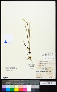 Paspalum setaceum var. setaceum image