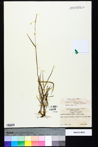 Paspalum setaceum var. setaceum image