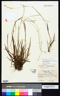 Paspalum setaceum var. setaceum image