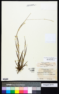 Paspalum setaceum var. setaceum image