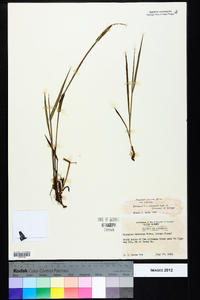 Paspalum setaceum var. setaceum image