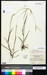 Paspalum setaceum var. setaceum image