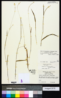 Paspalum setaceum var. setaceum image