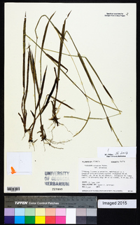 Paspalum setaceum var. setaceum image