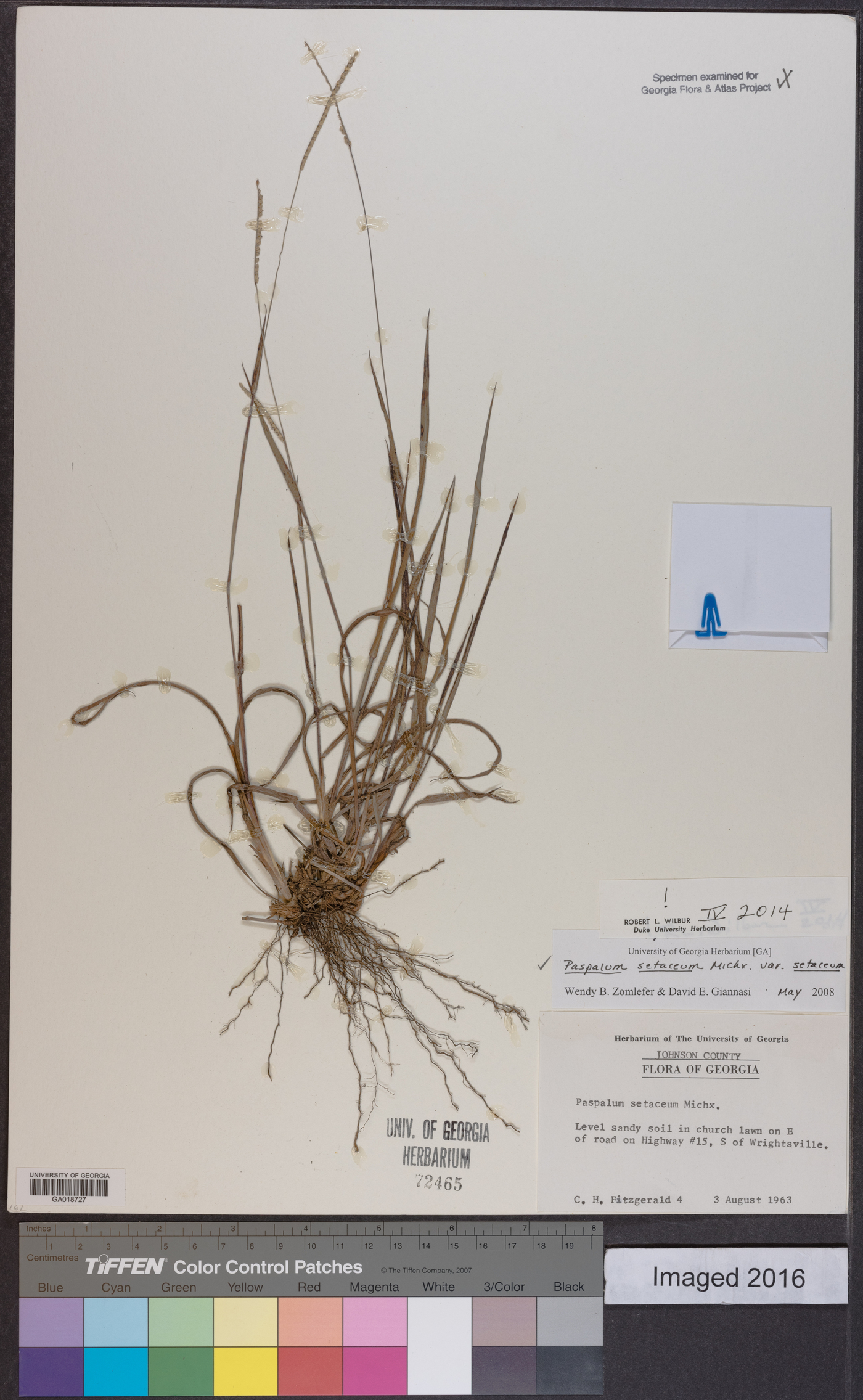 Paspalum setaceum var. setaceum image