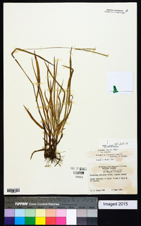 Paspalum setaceum var. setaceum image