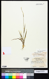 Paspalum setaceum var. setaceum image